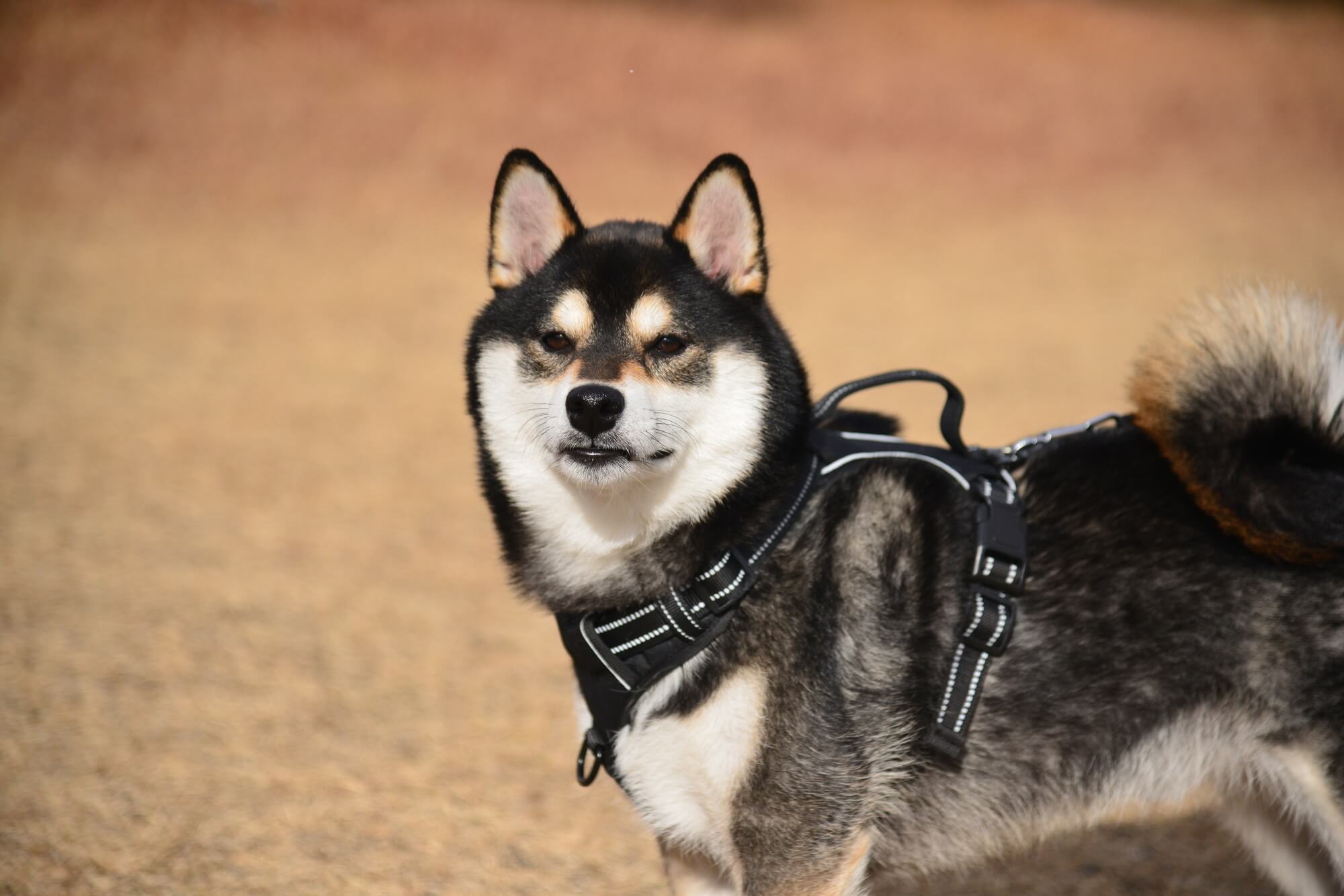 愛犬に合ったブランドのハーネスで毎日の散歩をもっと快適に